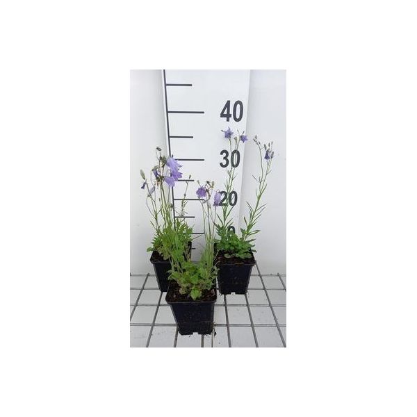 6 X Campanula Rotundifolia - Menta Di Montagna - Vaso 9 X 9 Cm-image
