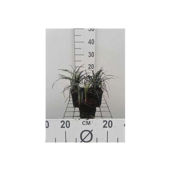 6 X Ophiopogon Plan. 'Niger' - Barba Di Serpente - Vaso 9 X 9 Cm-image