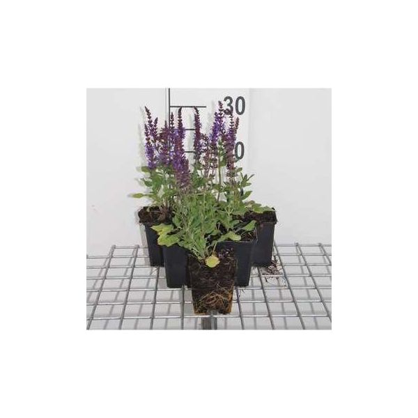 6 X Salvia Nem. 'Blue Queen' - Muschio Stellare - Vaso 9 X 9 Cm-image