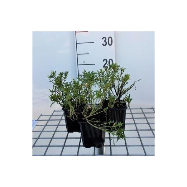 6 X Iberis Semp. 'Weisser Zwerg' ('Piccola Gemma') - Fiore A Nastro - Vaso 9 X 9 Cm-image