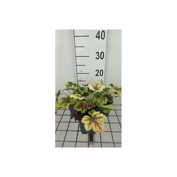 6 X Heucherella Hybr. 'Golden Zebra'® - Fiore Di Schiuma Bastarda - Vaso 9 X 9 Cm-image