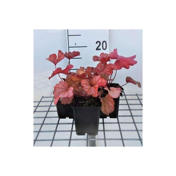 6 X Heuchera Hybr. 'Paprika' - Campanula Viola - Vaso 9 X 9 Cm-image