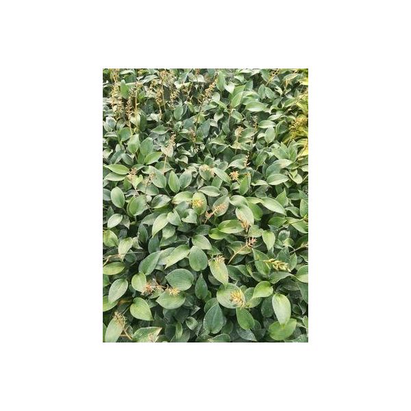 6 X Hosta Hybr. 'Canadian Blue' - Hosta - Vaso 9 X 9 Cm-image