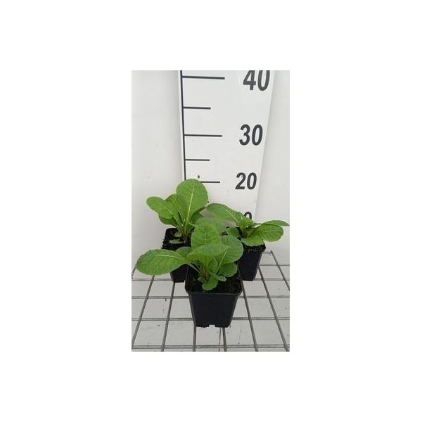 6 X Primula Pulverulenta - Primula A Palla - Vaso 9 X 9 Cm-image