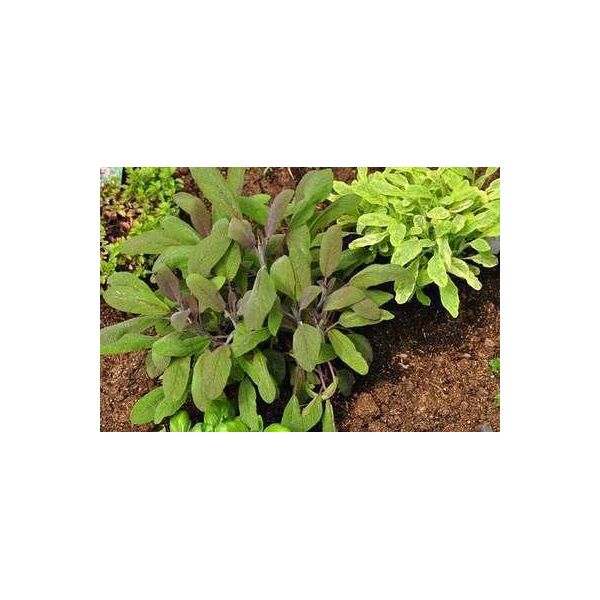 6 X Salvia Off. Purpurascens' - Muschio Stellato - Vaso 9 X 9 Cm-image