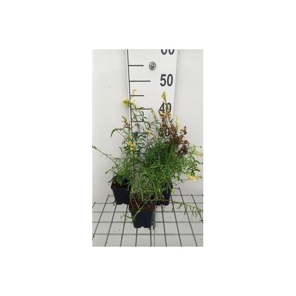 6 X Linaria Vulgaris - Rospo - Vaso 9 X 9 Cm-image