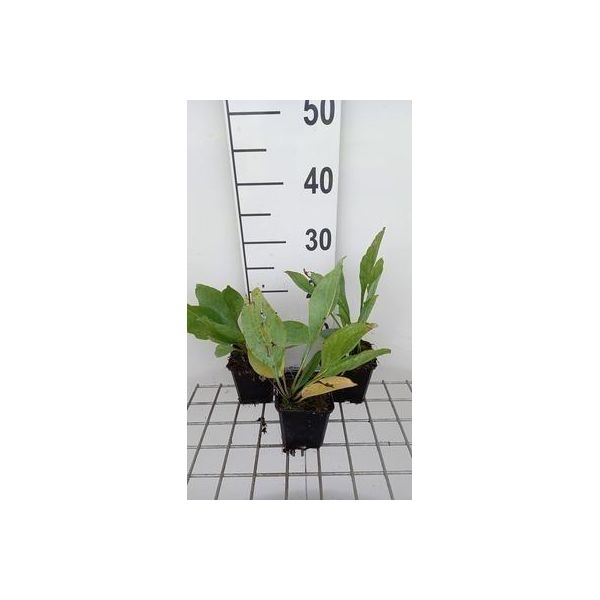 6 X Rudbeckia Maxima - Cavolfiore - Vaso 9 X 9 Cm-image
