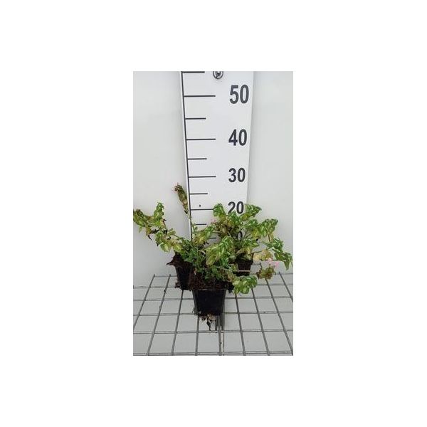 6 X Lamium Mac. 'Shell Pink' - Ortica Morta - Vaso 9 X 9 Cm-image