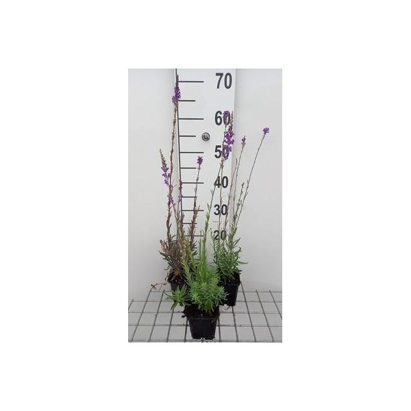 6 X Linaria Purpurea - Rospo - Vaso 9 X 9 Cm-image