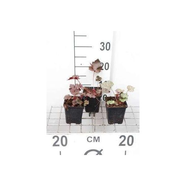 6 X Heuchera Hybr. 'Black Beauty'® - Campanula Viola - Vaso 9 X 9 Cm-image