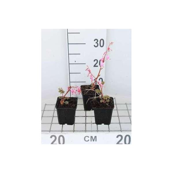 6 X Dicentra Spectabilis - Cuore Lacrimoso - Vaso 9 X 9 Cm-image