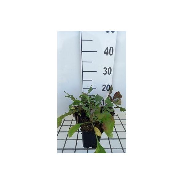 6 X Cephalaria Gigantea - Testa Squamosa - Vaso 9 X 9 Cm-image