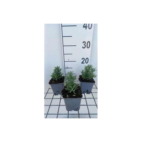 6 X Lavandula Ang. 'Alba' - Lavanda - Vaso 9 X 9 Cm-image