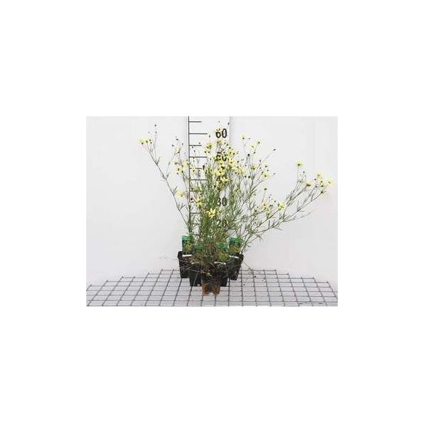 6 X Coreopsis Vert. 'Moonbeam' - Occhio Di Ragazza - Vaso 9 X 9 Cm-image