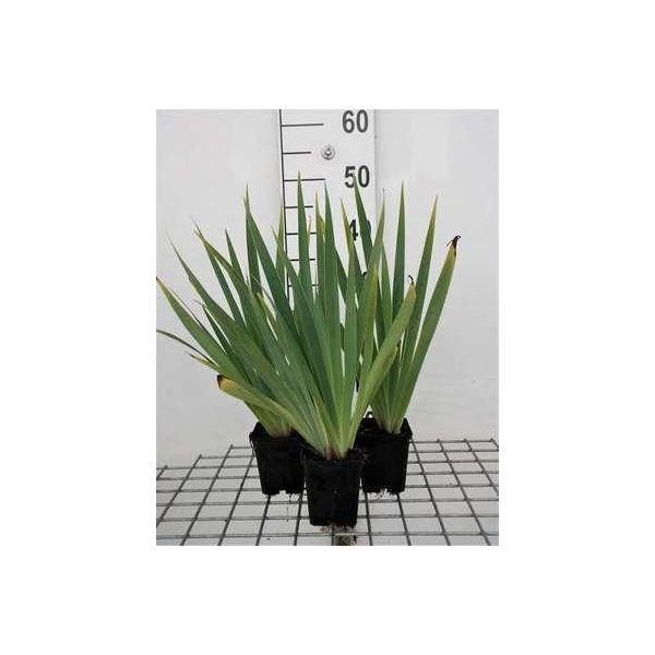 6 X Sisyrinchium Striatum (Lutescens) - Erba Spada - Vaso 9 X 9 Cm-image