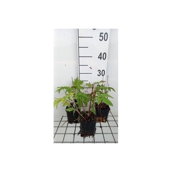 6 X Filipendula Palm. 'Nana' - Olmaria - Vaso 9 X 9 Cm-image