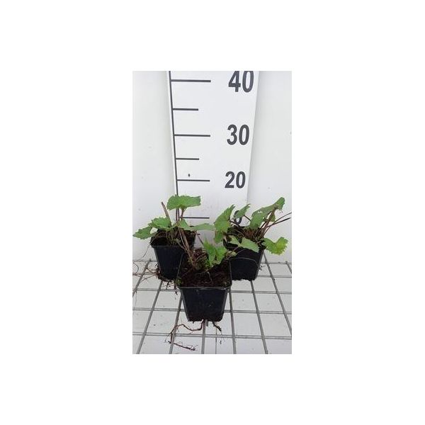 6 X Ligularia Hybr. 'Little Rocket'® - Pallone D'oro - Vaso 9 X 9 Cm-image