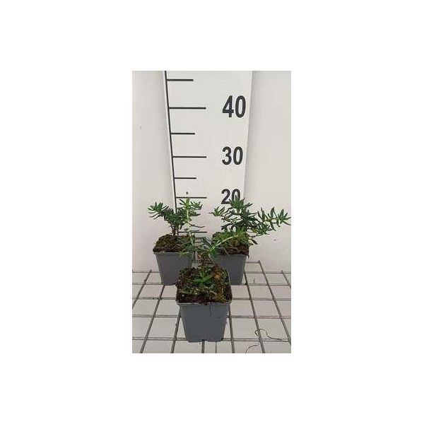 6 X Lithodora Dif. 'Star'® - Falsa Piantina - Vaso 9 X 9 Cm-image