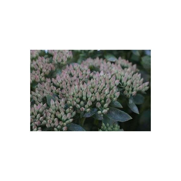 6 X Sedum Hybr. 'Carl' - Foglia Grassa - Vaso 9 X 9 Cm-image