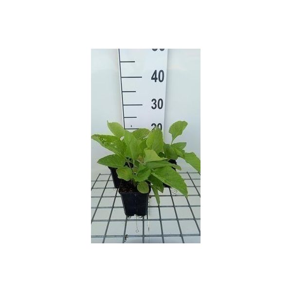 6 X Inula Magnifica - Alant - Vaso 9 X 9 Cm-image
