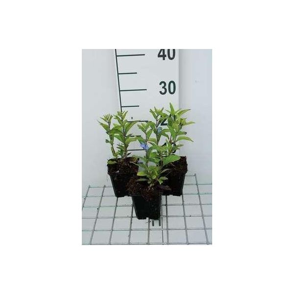 6 X Scutellaria Incana - Erba Casco - Vaso 9 X 9 Cm-image