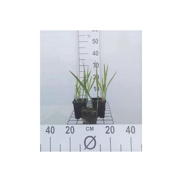 6 X Crocosmia Hybr. 'George Davidson' - Crocosmia - Topf 9 X 9 Cm-image
