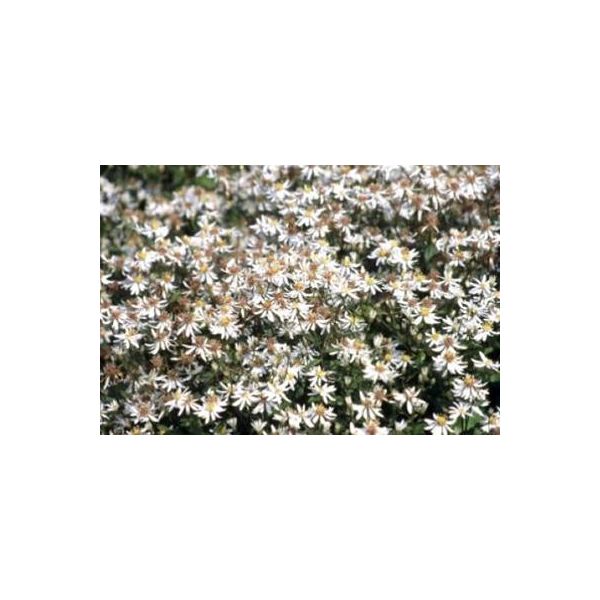 6 X Aster Divaricatus - Aster Autunnale - Vaso 9 X 9 Cm-image