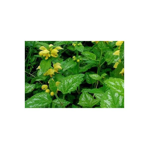 6 X Lamiastrum Gal. 'Florentinum' ('Variegatum') - Ortica Dorata - Vaso 9 X 9 Cm-image
