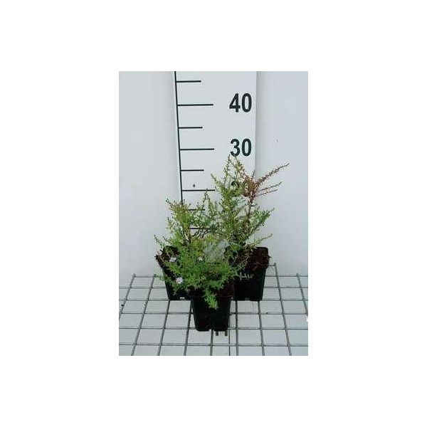 6 X Aster Eric. Blue Star' - Astro Autunnale - Vaso 9 X 9 Cm-image