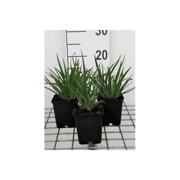 6 X Sisyrinchium Angustifolium - Erba Spada - Vaso 9 X 9 Cm-image