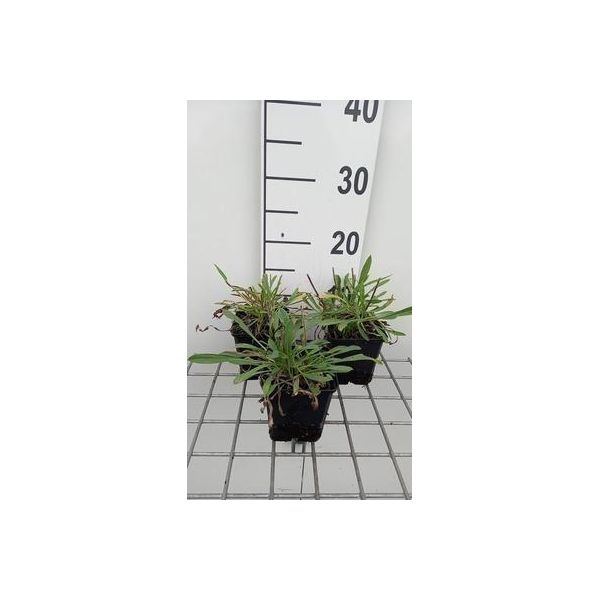 6 X Scabiosa Cauc. 'Miss Willmott' - Scabiosa - Vaso 9 X 9 Cm-image