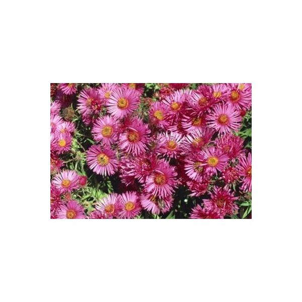 6 X Aster N.-A. 'Andenken An A. PöTschke' - Astro Autunnale - Vaso 9 X 9 Cm-image