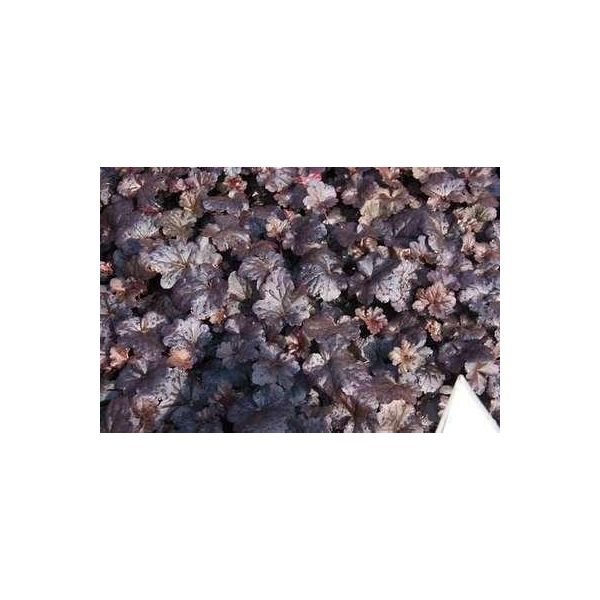 6 X Heuchera Hybr. 'Black Sea'® - Campanula Viola - Vaso 9 X 9 Cm-image
