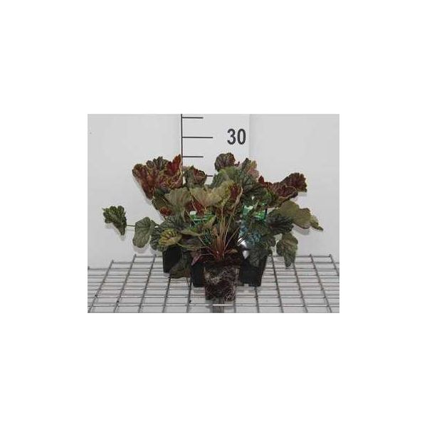 6 X Heuchera Hybr. 'Beauty Colour' - Campane Viola - Vaso 9 X 9 Cm-image