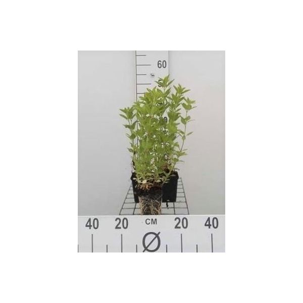6 X Lysimachia Punctata - Pennywort - Vaso 9 X 9 Cm-image