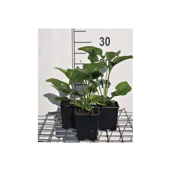 6 X Echinacea Purp. 'Alba' - Fiore Di Conifera - Vaso 9 X 9 Cm-image