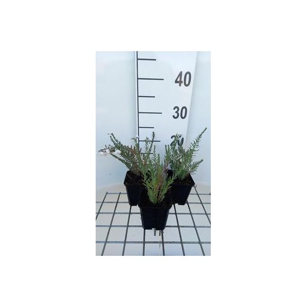6 X Linum Perenne 'Diamant' - Linum - Vaso 9 X 9 Cm-image