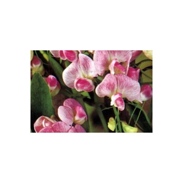 6 X Lathyrus Lat. 'Pink Pearl' - Pisello A Foglia Larga - Vaso 9 X 9 Cm-image