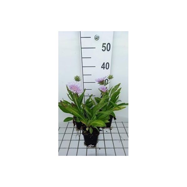 6 X Stokesia Laevis - Ziest - Vaso 9 X 9 Cm-image