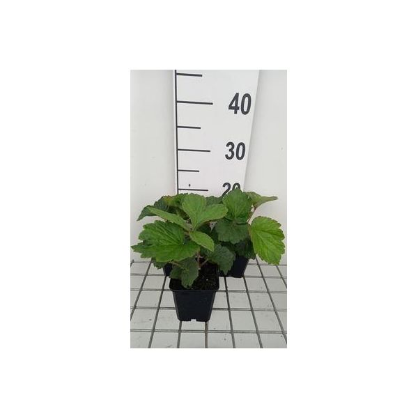 6 X Rodgersia Hybr. 'Bronze Peacock' - Schaublatt - Topf 9 X 9 Cm-image