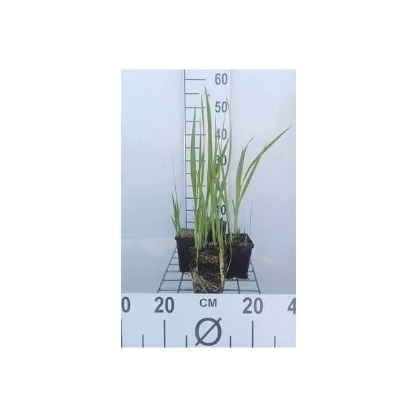 6 X Crocosmia Masoniorum - Crocosmia - Vaso 9 X 9 Cm-image
