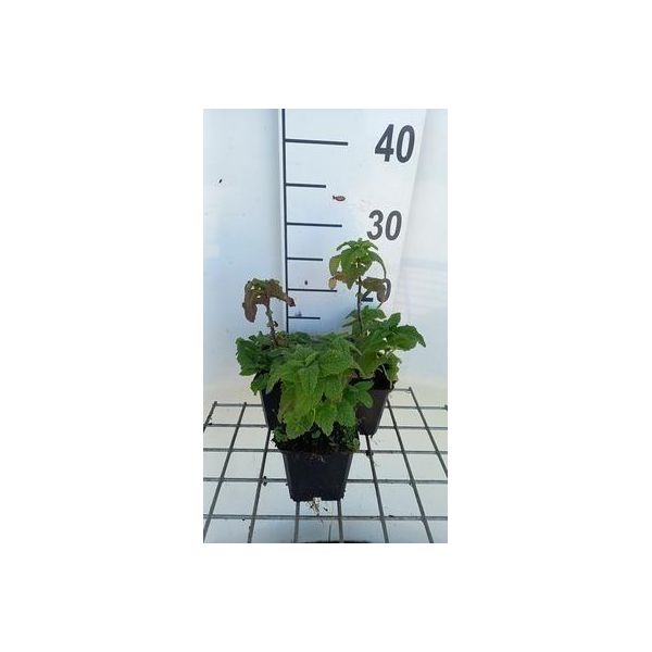 6 X Teucrium Hyrcanicum - Gamander - Vaso 9 X 9 Cm-image