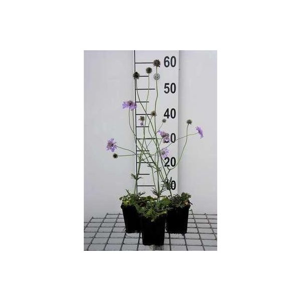 6 X Scabiosa Col. 'Butterfly Blue' - Scabiosa - Vaso 9 X 9 Cm-image