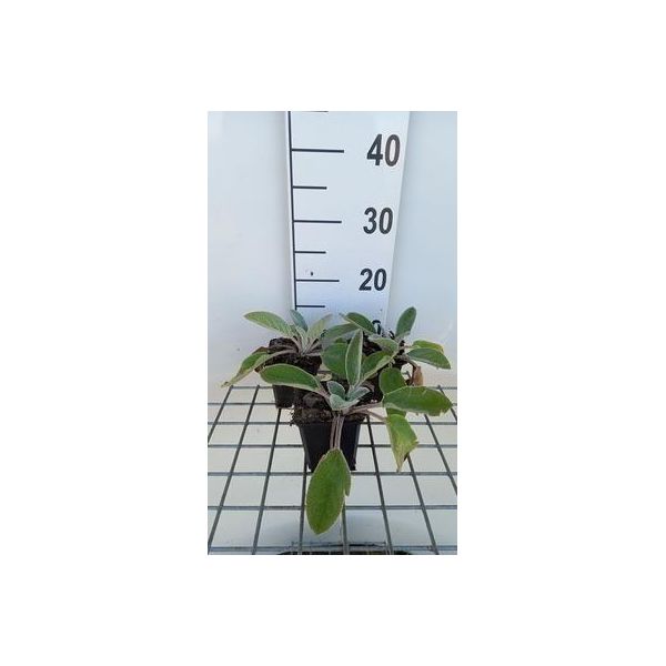 6 X Stachys Byz. 'Big Ears' ('Helene V. Stein') - Ziest - Vaso 9 X 9 Cm-image