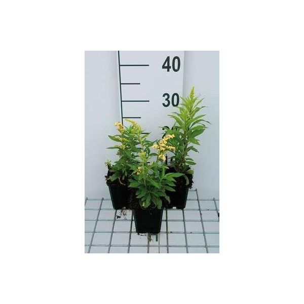 6 X Solidago Hybr. 'Strahlenkrone' - Verga D'oro - Vaso 9 X 9 Cm-image