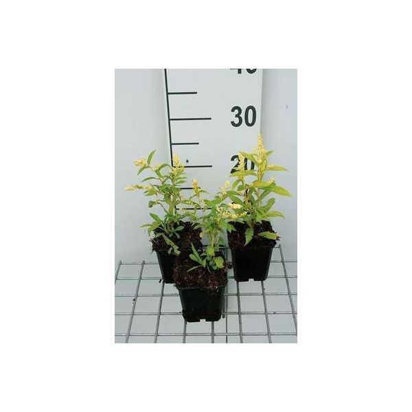 6 X Solidago Hybr. 'Golden Mosa' - Verga D'oro - Vaso 9 X 9 Cm-image