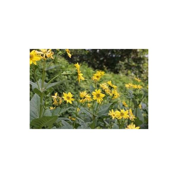 6 X Silphium Perfoliatum - Silphium - Vaso 9 X 9 Cm-image