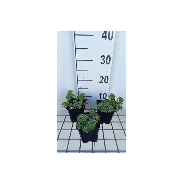 6 X Sedum Pachyclados - Foglia Grassa - Vaso 9 X 9 Cm-image