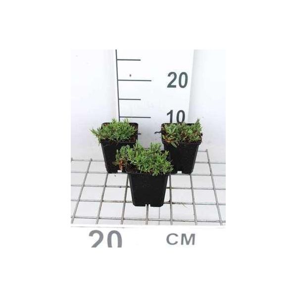 6 X Gypsophila Repens 'Rosea' - Gypsophila - Vaso 9 X 9 Cm-image