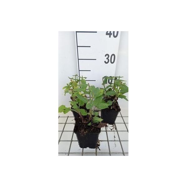 6 X Salvia Nem, 'Rose Marvel' - Muschio A Stella - Vaso 9 X 9 Cm-image